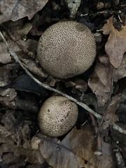 Scleroderma citrinum