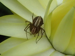Oxyopes gracilipes