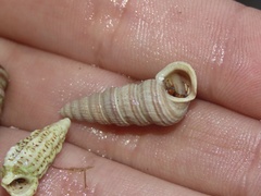 Cerithideopsis scalariformis