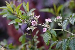 Rubus pinnatus