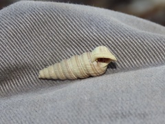 Cerithideopsis scalariformis
