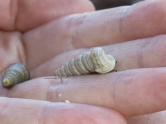 Cerithideopsis scalariformis