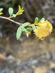 Phebalium squamulosum