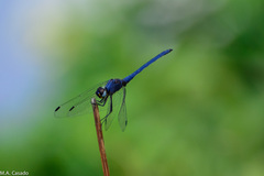 Trithemis furva
