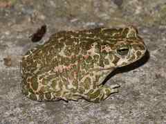 Bufotes viridis balearicus