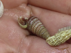 Cerithideopsis scalariformis