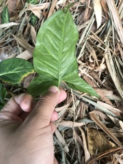 Syngonium podophyllum