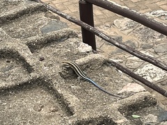 Trachylepis margaritifera