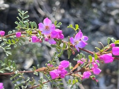 Boronia microphylla