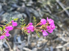 Boronia microphylla