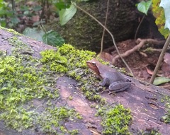 Phrynobatrachus auritus