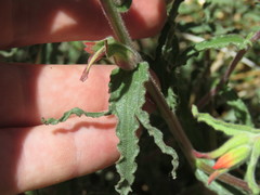 Castilleja montigena