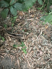Syngonium podophyllum