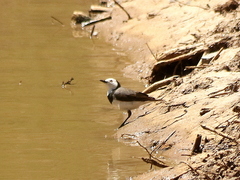 Epthianura albifrons