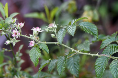 Rubus pinnatus