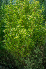 Leucadendron eucalyptifolium