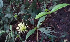 Rutidea hispida
