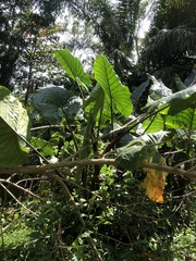 Alocasia