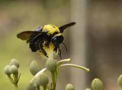 Xylocopa ruficornis