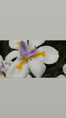 Dietes grandiflora