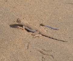 Phrynocephalus interscapularis