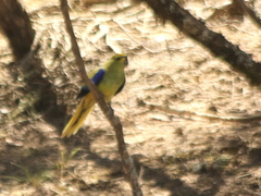 Neophema chrysostoma