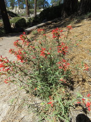 Castilleja montigena