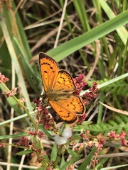 Lycaena