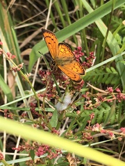 Lycaena