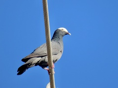 Patagioenas leucocephala