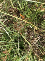 Lycaena