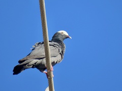 Patagioenas leucocephala