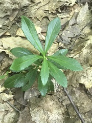 Chimaphila umbellata cisatlantica