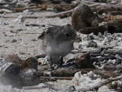 Onychoprion fuscatus