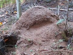Formica rufa