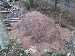 Formica rufa