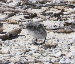 Onychoprion fuscatus