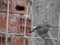 Phoenicurus ochruros gibraltariensis