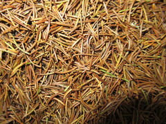 Formica rufa