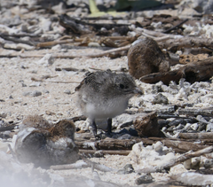 Onychoprion fuscatus