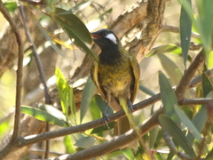 Nesoptilotis leucotis