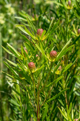Leucadendron eucalyptifolium