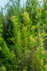 Leucadendron eucalyptifolium