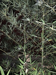 Phyllostachys
