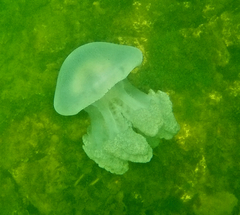 Catostylus mosaicus