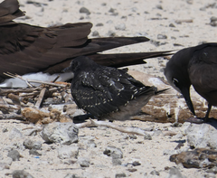 Onychoprion fuscatus