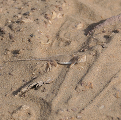 Phrynocephalus interscapularis