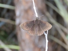 Ephyriades brunnea