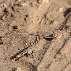 Phrynocephalus interscapularis