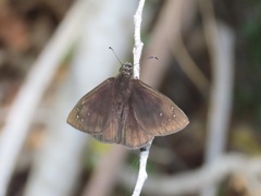 Ephyriades brunnea